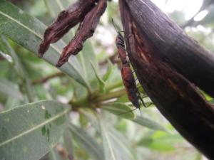 Two Lygaeidae (Lygaeus simulans) copulating