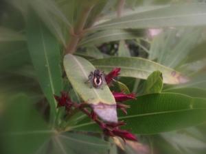 I really like spiders