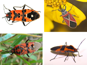 Several species of seed bug from our 2014 review