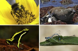 Examples of reproductive interference from our 2011 paper.