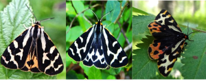 Photos from left to right: A yellow male, a white male and a female. Courtesy of Bibiana Rojas.