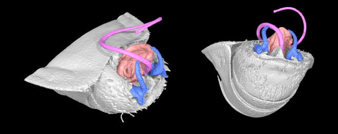 Micro-CT scan showing external genitalia of Lygaeus simulans following mating. The long penis can be seen in pink, and the paired claspers in blue.