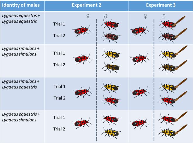 Diagram showing the design of experiments 2 and 3. Females (on the left) were paired with two males according to the four treatments. Red bugs indicate Lygaeus equestris while yellow bugs indicate Lygaeus simulans. The brush indicated that males were washed with hexane prior to being introduced to the female.